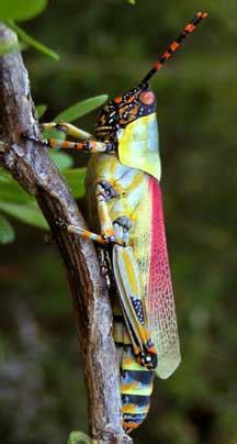 Check spelling or type a new query. South African Grasshopper - What's That Bug?