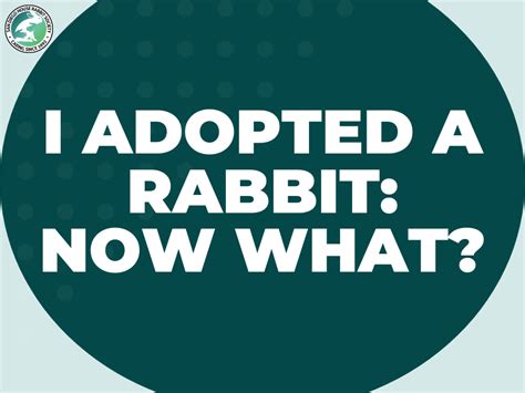 Adoption Process — San Diego House Rabbit Society