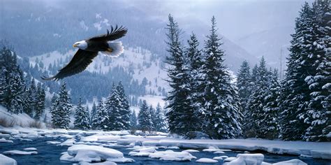 Download Flight Snow Forest Winter Animal Bald Eagle 4k Ultra Hd