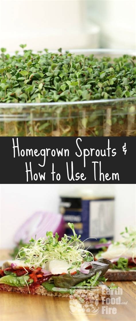 How To Grow Sprouts Growing Sprouts Sprout Recipes Sprouts