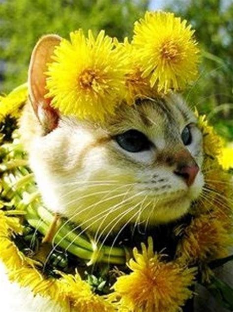 Can purposefully startling cats hurt them? Ten Cat Flowers That Dogs Have Grown for Fun (Cats in ...