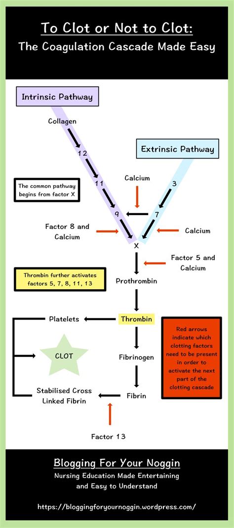 Intrinsic And Extrinsic Pathway Gretarilmckay