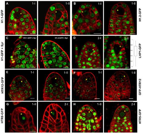 Dynamics Of H And H Histone Variants And Lhp During Mmc