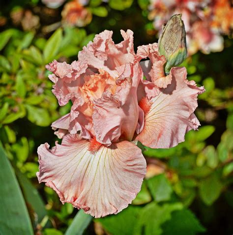Pink Iris Photograph By Linda Brown
