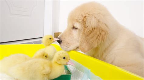 Golden Retriever Puppy Madly In Love With Duckling Youtube
