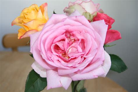 Free Images Petal Bouquet Of Roses Floristry Floribunda Rose