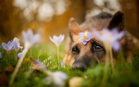 Download Wallpapers German Shepherd Bokeh Pets Flowers Close Up