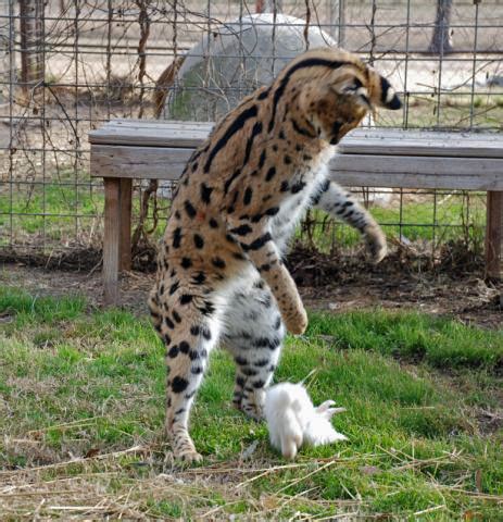 Savannah cat breed is one of the newest and the most interesting domestic breeds in the world. Serval Plays With White Bunny