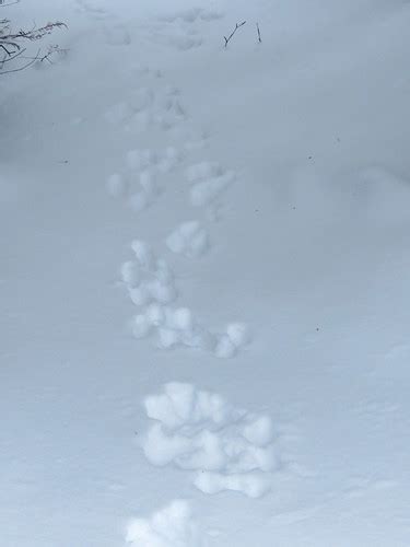 Snowshoe Hare Tracks Superior National Forest Flickr