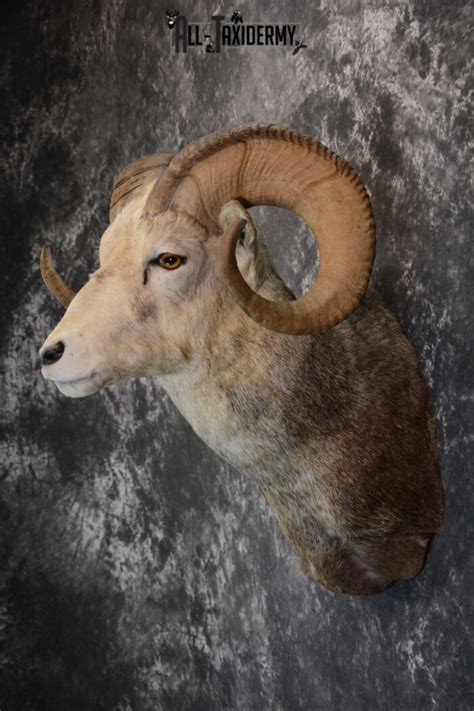 Stone Sheep Taxidermy Shoulder Mount For Sale Sku 1655 All Taxidermy