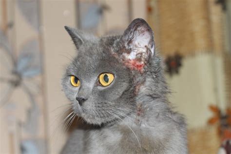 From feline miliary dermatitis to cat health problems. Dermatitis in cats: types, symptoms and treatment | Pets-Wiki