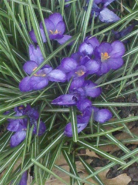 Large Purple Flower Growing Wild In Yard Flowers Forums
