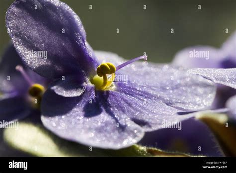 African Violet Hi Res Stock Photography And Images Alamy