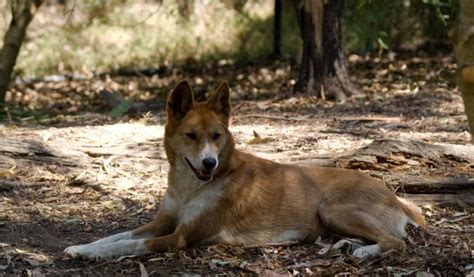 Australian Dingo Dog Key Facts Information And Pictures