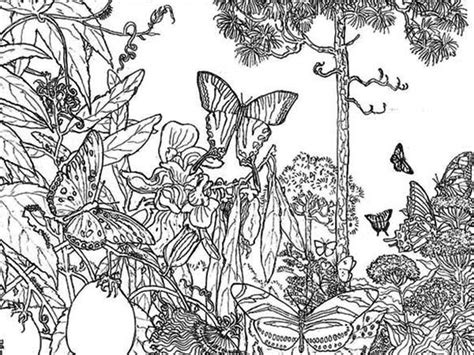 Free insects coloring pages to print and download. Butterfly Rainforest Insect Coloring Page - Download ...