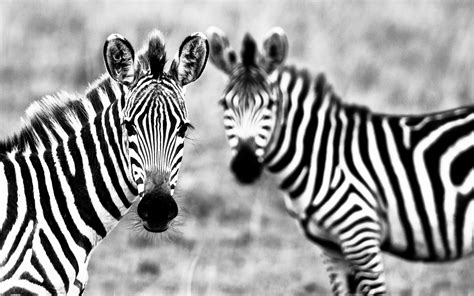 Baby Zebra Wallpaper 51 Images