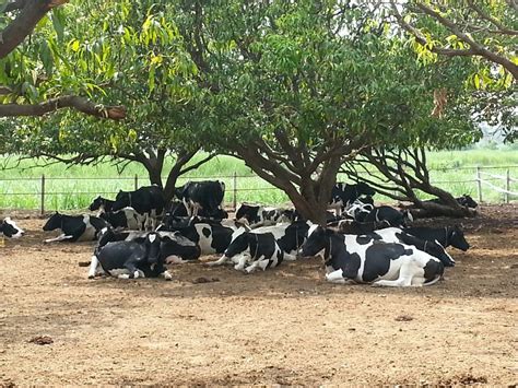 Loose Housing Dairy Farm In India Powergotha