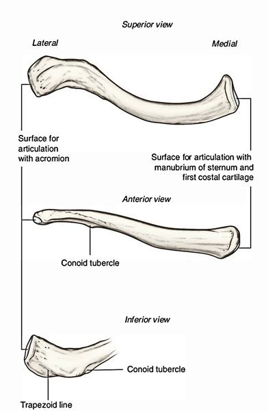 Clavicle Bone Collar Bone Anatomy Earths Lab