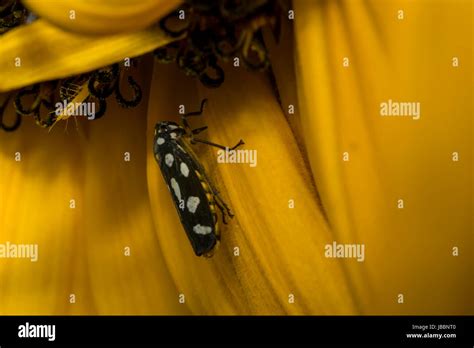 Flying Bug Resting On A Sunflower Stock Photo Alamy