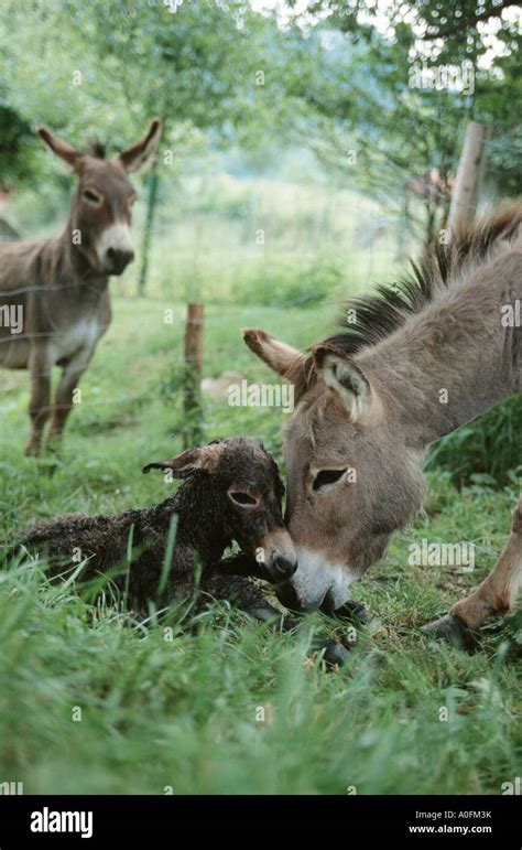 Domestic Donkey Equus Asinus F Asinus Mare With Newborn Foal