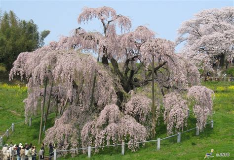 The Cherry Blossoms Of Japan Swain Destinations Travel Blog