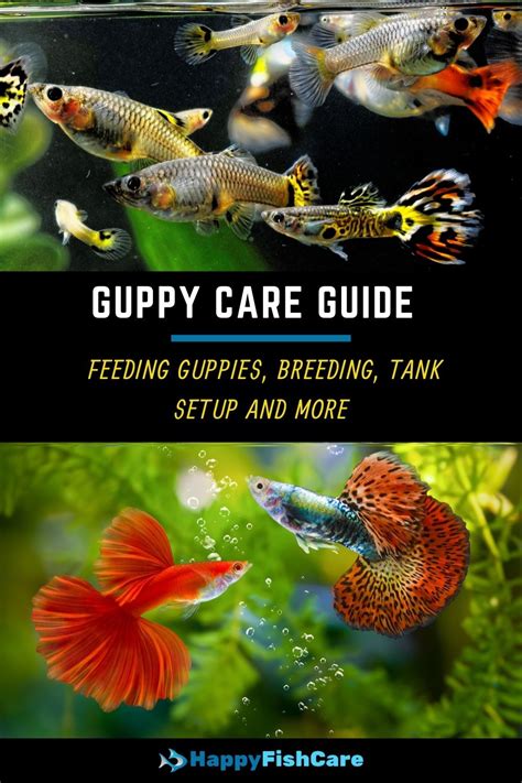 Guppy Care Guide Feeding Guppies Breeding Tank Setup And More Artofit