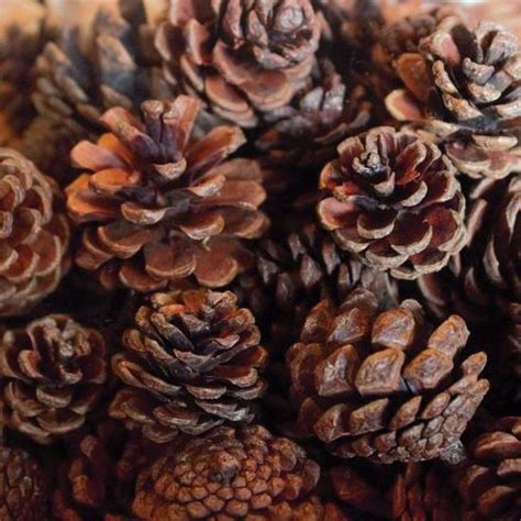 Directfloral Natural Austriaca Pine Cones Bulk