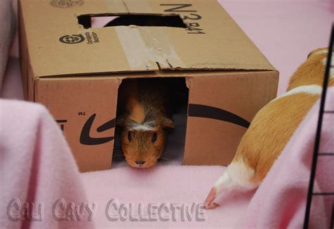 Cali Cavy Collective A Blog About All Things Guinea Pig Diy Guinea