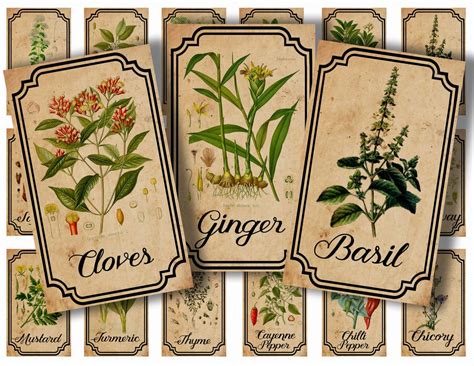 Herb And Spice Apothecary Labels Digital Printable Vintage 30 Spice