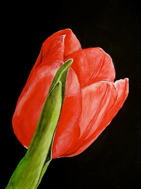 Red Tulip Flower Watercolor Painting Art Print By Paintedbycarol