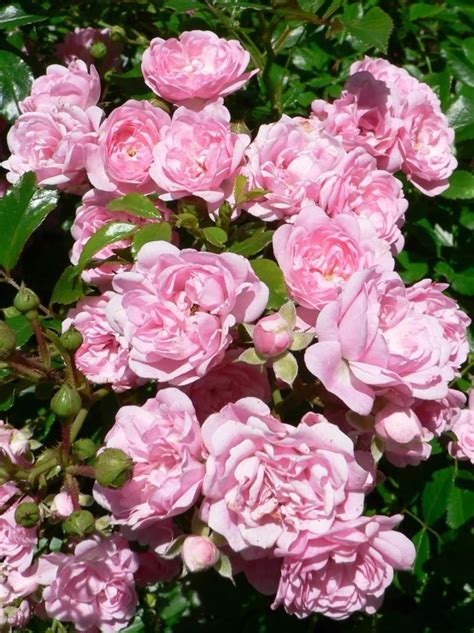 Filepink Roses In The Bush Garden