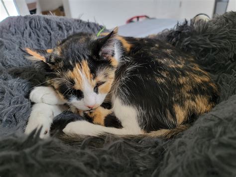 Skunk 🦨 Libra on Twitter: "@heyLyssten Hi Kali" / Twitter