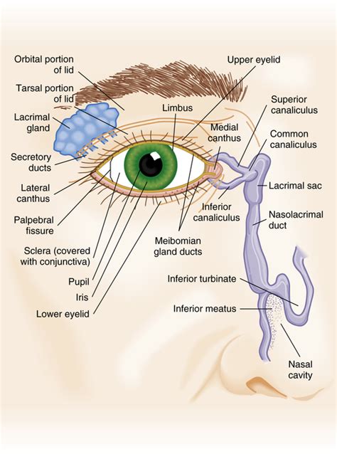 Eye Anatomy Eyeball Retina Layers Extra Ocular Muscles Lacrimal