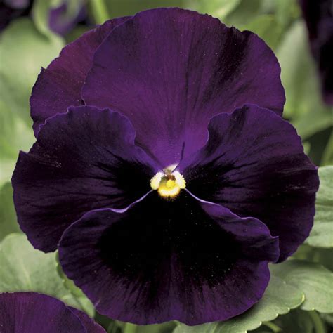 Colossus Purple With Blotch Pansy Seeds Annual Flower Seeds