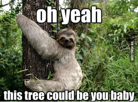 The Best Memes Sloth Memes Wattpad