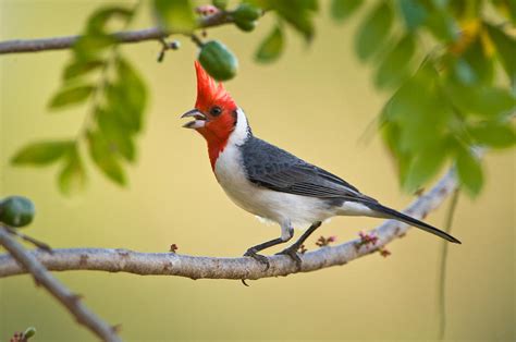 Red Crested Cardinal Paroaria Coronata Photograph By Panoramic Images