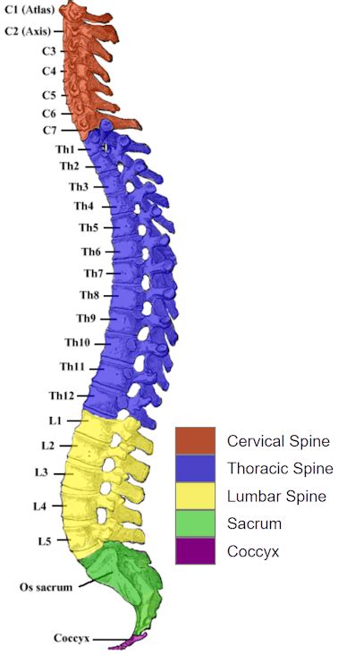 Human Spine And Spinal Cord C1 To S5 Vertebra Disabled World