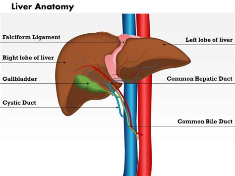 The liver labeled diagram stock vector illustration of system. 0514 Liver Anatomy Medical Images For PowerPoint | Presentation PowerPoint Templates | PPT Slide ...