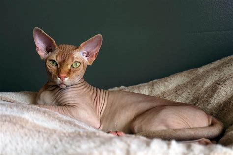 The Ultimate Sphynx Cat Care Guide Missymomo