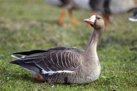 11 Types Of Different Geese Species Pest Wiki