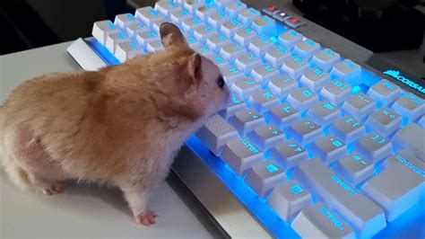 My Hamster Is A Gamer Youtube