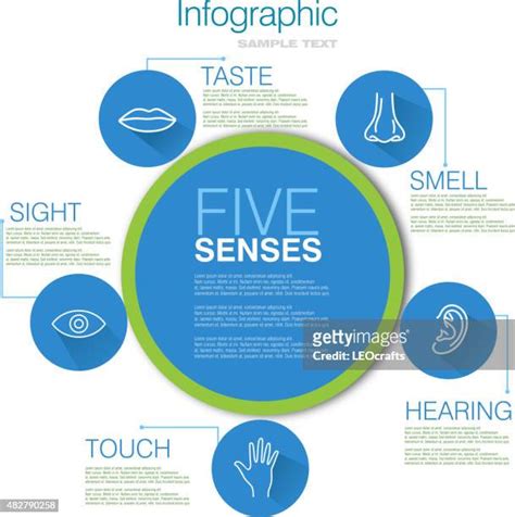 5 Senses Infographic Photos And Premium High Res Pictures Getty Images