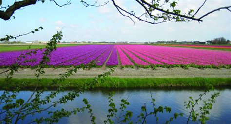 As the city with the largest jurisdictional area in jiangsu, yancheng borders lianyungang to the north, huai'an to the west. 10 things about Holland's tulip fields | Your Dutch Guide