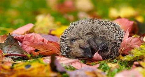 Igel am tag im garten. 7 Tipps für einen igelfreundlichen Garten (mit Bildern ...