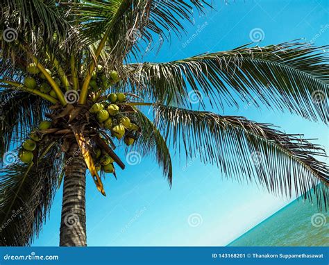 Bunch Coconut Tree On A Beach In Thailand Stock Image Image Of Nature