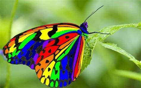 Colorful Butterfly Image Id 10344 Image Abyss