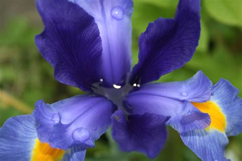 Blue Iris Flowers With Yellow Center Hi Res 720p Hd