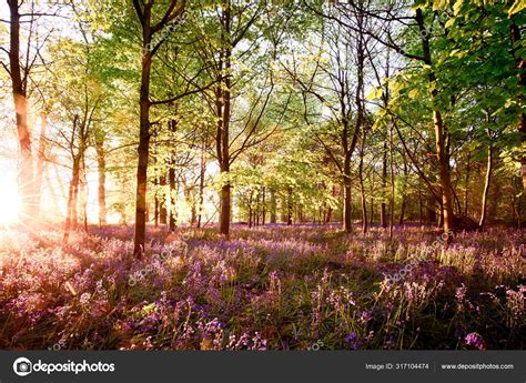 Sunrise In Bluebell Woodland Stock Photo By ©mreco99 317104474