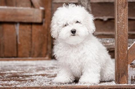 Top 10 Cleanest Dog Breeds Petguide