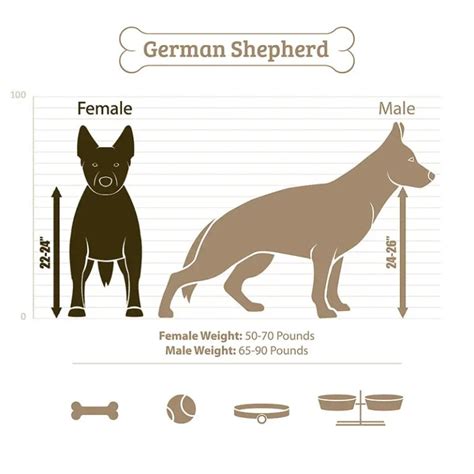 How Big Do German Shepherds Get Male And Female Size Chart Shepherds Bone